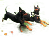 MISTER MIO KING BLACK + A STAR IS BORN FOR DARK ANGELS, Calcaneus