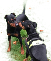 MISTER MIO KING BLACK + A STAR IS BORN FOR DARK ANGELS, Calcaneus