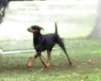 Jenna_ A STAR IS BORN FOR DARK ANGELS,Calcaneus, KSA Ausstellung 09/2017 in Kaiserslautern